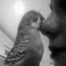 birbayancik