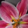 pirilti00