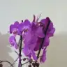 Eliffsema