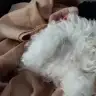 Dmlaaa35