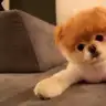 Aslihangns