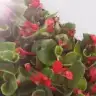 eelsa