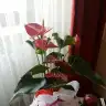 Esyk