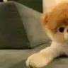 izmirli___