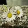 anqel_blue