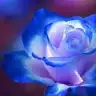 nazliyarimm