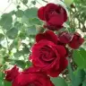 Yaren5706