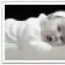 CEREN82