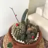 Zubidubizubidubi