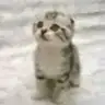 xsxirince_