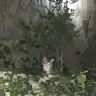 Kahkula