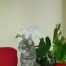 Cookieta