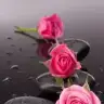 aymavimm