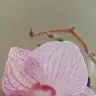mininuhut
