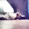 Sessizprencess