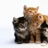 crazy cat lady
