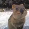 Panda86