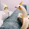 glshsrkn