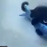 zezeorj