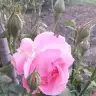 Goksay90