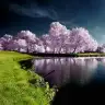 Sunflower_12