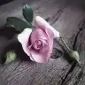 54esra
