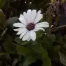 portakalcicegim