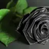Perpali