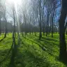cilekligulus