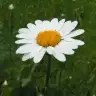 daisylove48