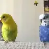 selmakguns