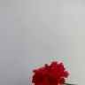 makeshanim
