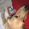 Sarisinill
