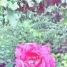 Aysyll