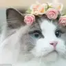 misshollywood