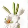 White Lily
