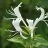 lonicera67