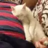 arzoom