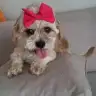 gozde_kaju