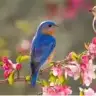 bluebird35