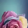 hllssl