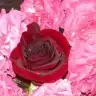 Pembe guller82