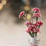 Son mohikan