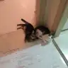 Simran_