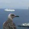 niiiiiiii