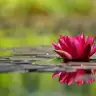 flower_34