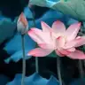 Shiva85