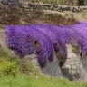 obrezya