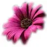 gerbera85