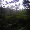 miakedisi